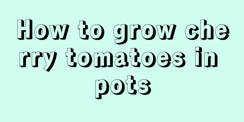 How to grow cherry tomatoes in pots