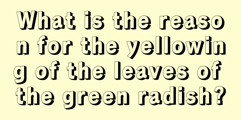 What is the reason for the yellowing of the leaves of the green radish?