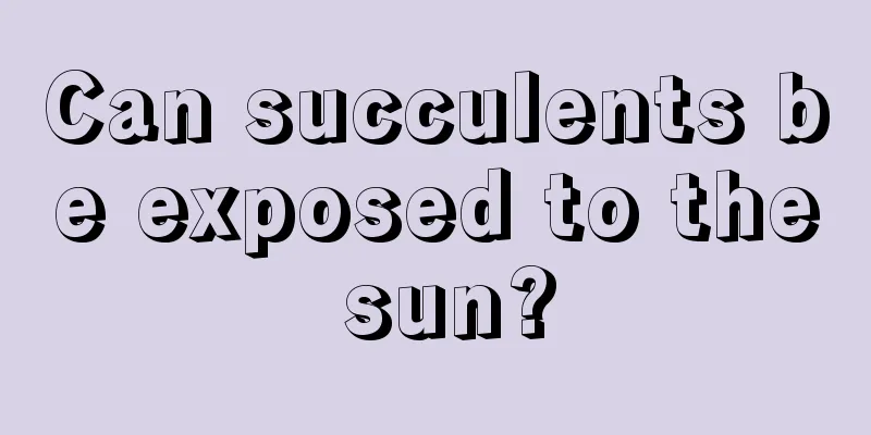 Can succulents be exposed to the sun?