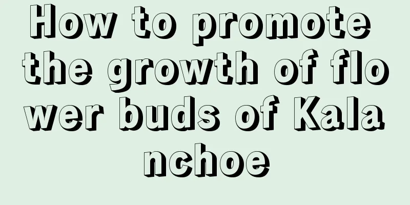 How to promote the growth of flower buds of Kalanchoe