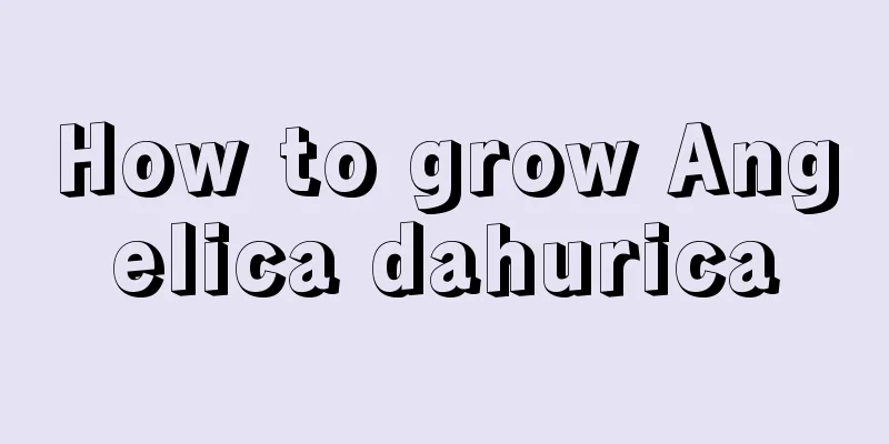 How to grow Angelica dahurica