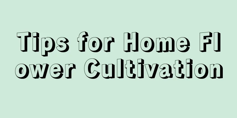 Tips for Home Flower Cultivation