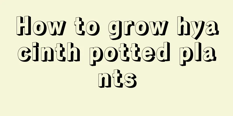 How to grow hyacinth potted plants