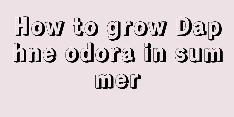 How to grow Daphne odora in summer