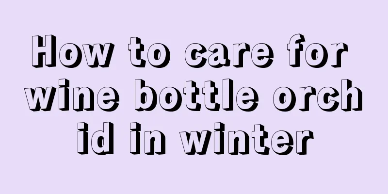 How to care for wine bottle orchid in winter