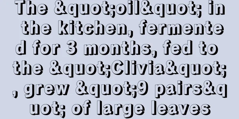 The "oil" in the kitchen, fermented for 3 months, fed to the "Clivia", grew "9 pairs" of large leaves