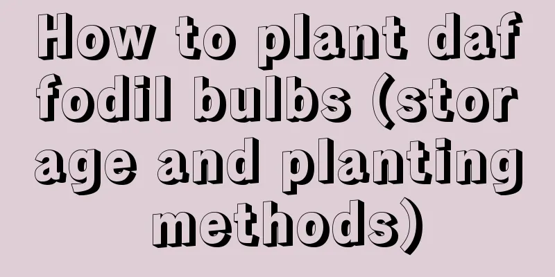 How to plant daffodil bulbs (storage and planting methods)