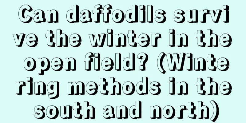 Can daffodils survive the winter in the open field? (Wintering methods in the south and north)