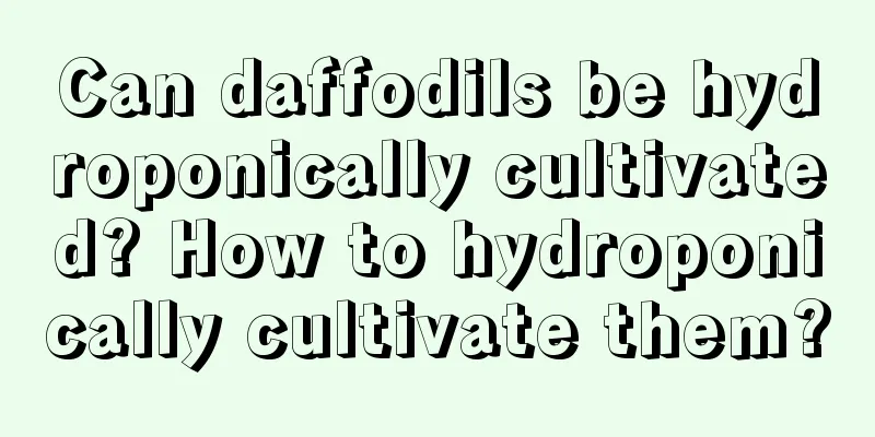 Can daffodils be hydroponically cultivated? How to hydroponically cultivate them?