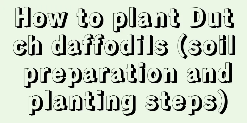 How to plant Dutch daffodils (soil preparation and planting steps)