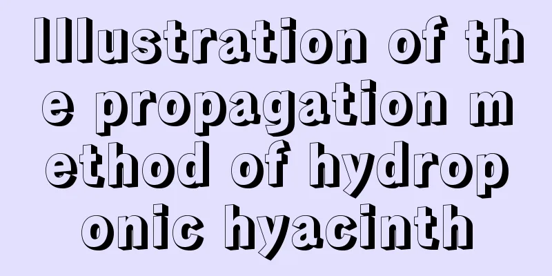 Illustration of the propagation method of hydroponic hyacinth