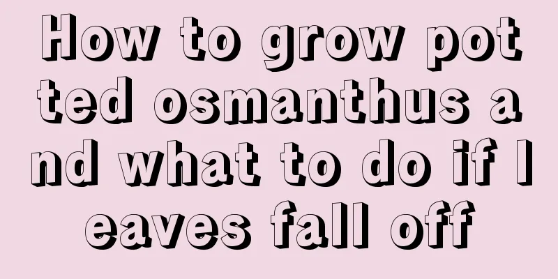 How to grow potted osmanthus and what to do if leaves fall off