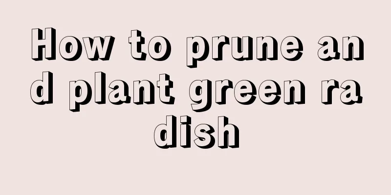 How to prune and plant green radish