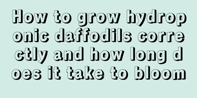 How to grow hydroponic daffodils correctly and how long does it take to bloom