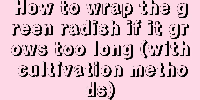 How to wrap the green radish if it grows too long (with cultivation methods)