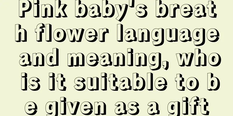 Pink baby's breath flower language and meaning, who is it suitable to be given as a gift