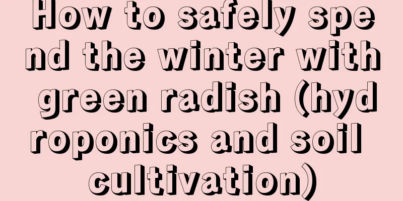 How to safely spend the winter with green radish (hydroponics and soil cultivation)