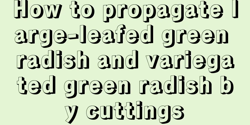 How to propagate large-leafed green radish and variegated green radish by cuttings