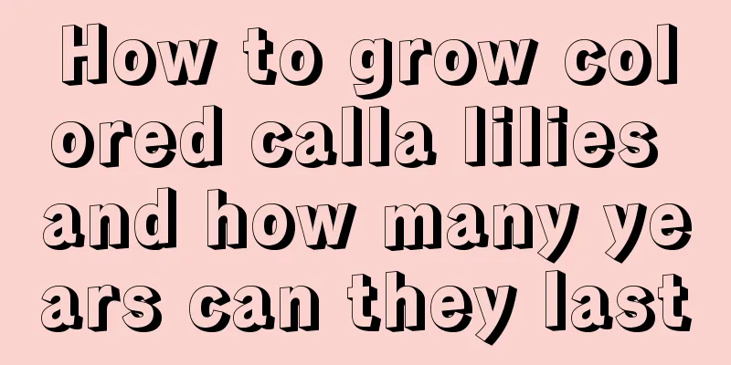 How to grow colored calla lilies and how many years can they last