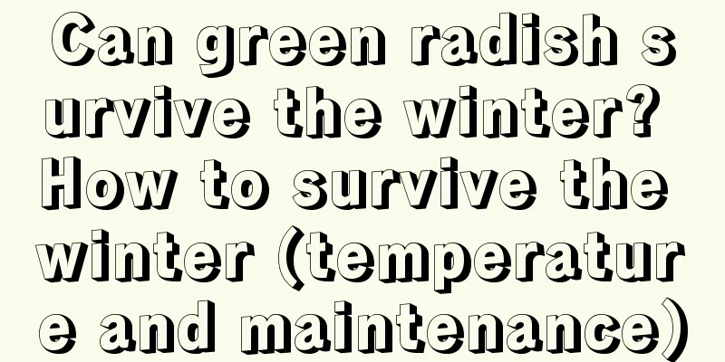 Can green radish survive the winter? How to survive the winter (temperature and maintenance)