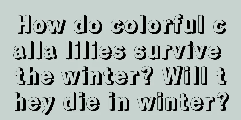 How do colorful calla lilies survive the winter? Will they die in winter?