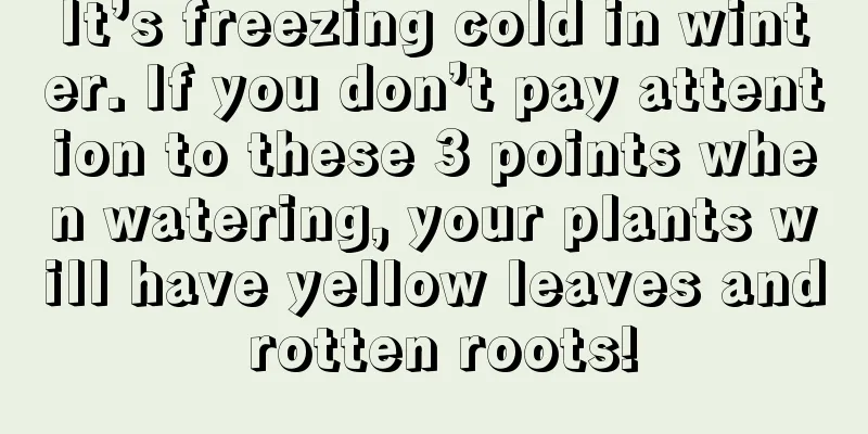 It’s freezing cold in winter. If you don’t pay attention to these 3 points when watering, your plants will have yellow leaves and rotten roots!