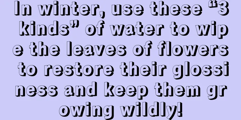 In winter, use these “3 kinds” of water to wipe the leaves of flowers to restore their glossiness and keep them growing wildly!