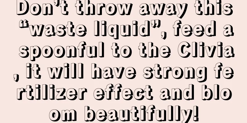 Don’t throw away this “waste liquid”, feed a spoonful to the Clivia, it will have strong fertilizer effect and bloom beautifully!