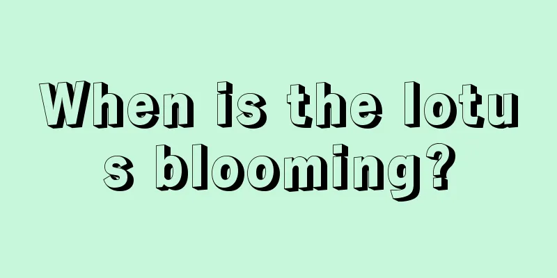 When is the lotus blooming?