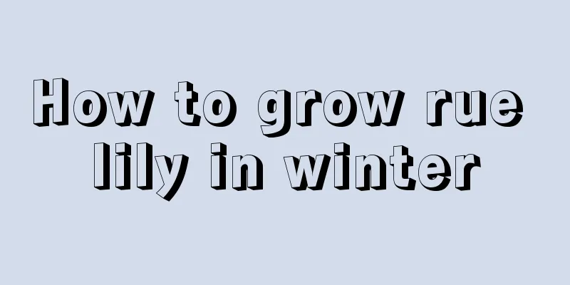 How to grow rue lily in winter