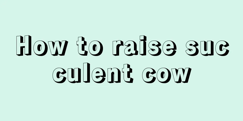 How to raise succulent cow