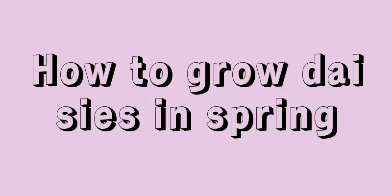 How to grow daisies in spring