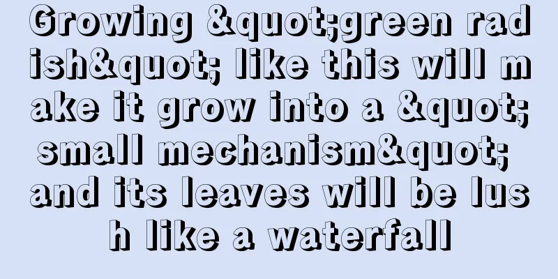 Growing "green radish" like this will make it grow into a "small mechanism" and its leaves will be lush like a waterfall