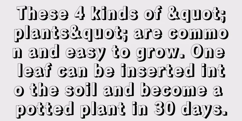 These 4 kinds of "plants" are common and easy to grow. One leaf can be inserted into the soil and become a potted plant in 30 days.