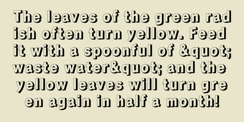 The leaves of the green radish often turn yellow. Feed it with a spoonful of "waste water" and the yellow leaves will turn green again in half a month!