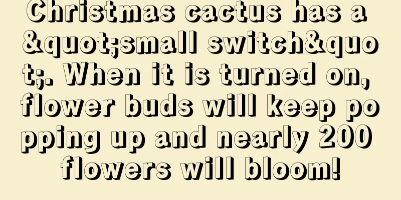 Christmas cactus has a "small switch". When it is turned on, flower buds will keep popping up and nearly 200 flowers will bloom!