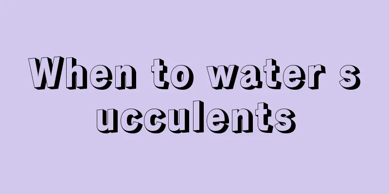 When to water succulents