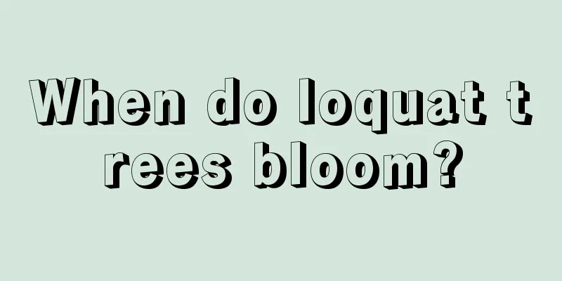 When do loquat trees bloom?