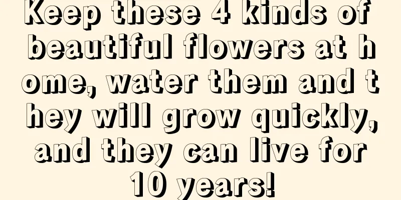 Keep these 4 kinds of beautiful flowers at home, water them and they will grow quickly, and they can live for 10 years!