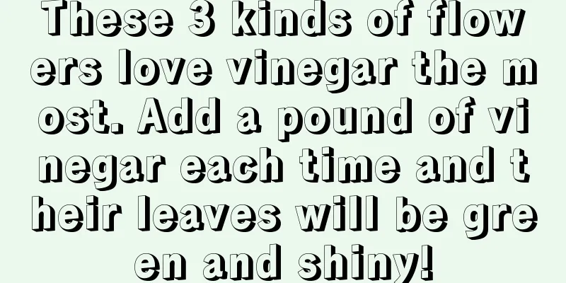 These 3 kinds of flowers love vinegar the most. Add a pound of vinegar each time and their leaves will be green and shiny!