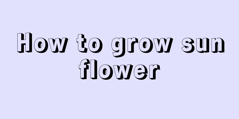 How to grow sunflower