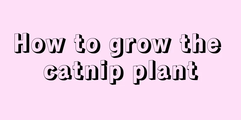 How to grow the catnip plant