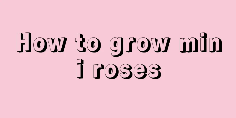 How to grow mini roses