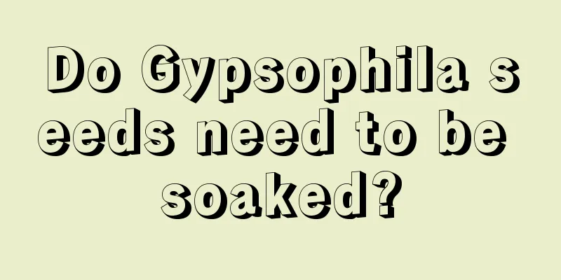 Do Gypsophila seeds need to be soaked?