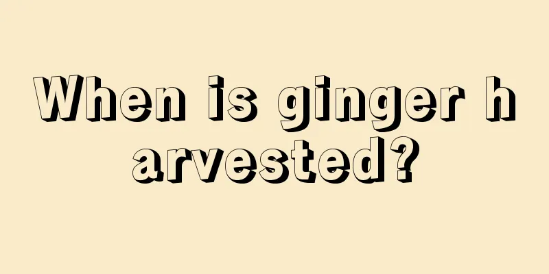 When is ginger harvested?