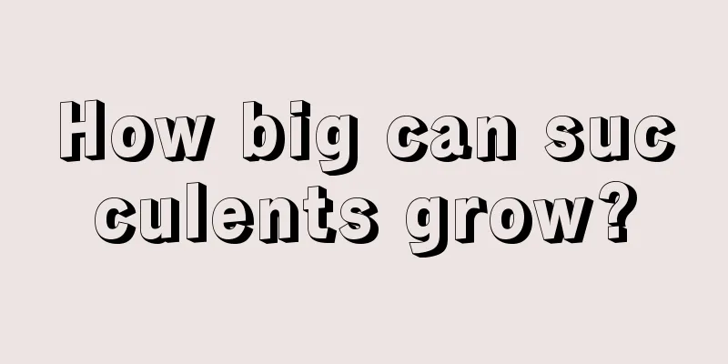 How big can succulents grow?