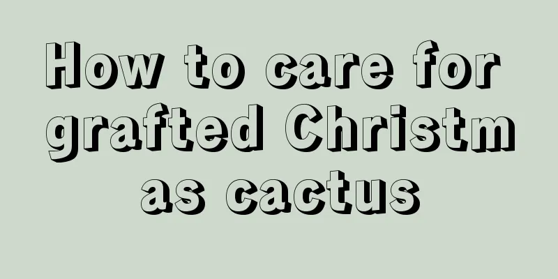 How to care for grafted Christmas cactus