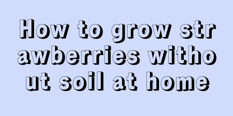 How to grow strawberries without soil at home