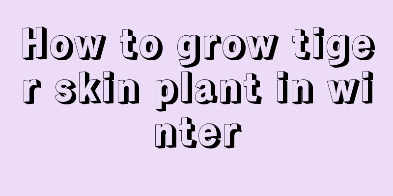 How to grow tiger skin plant in winter