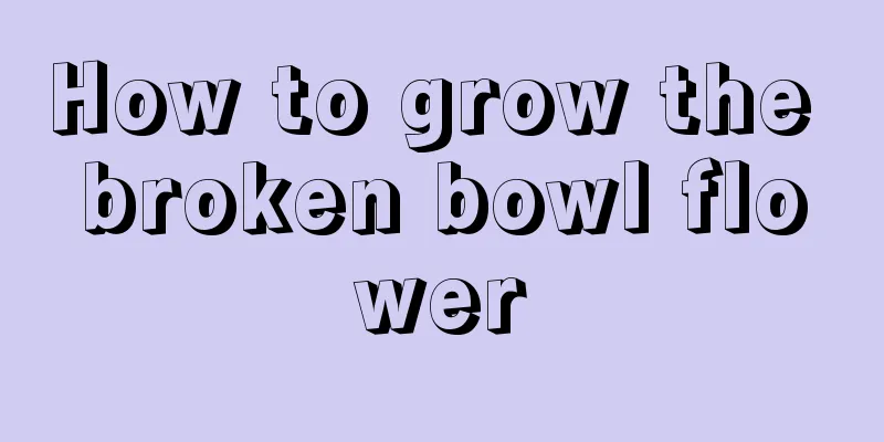 How to grow the broken bowl flower